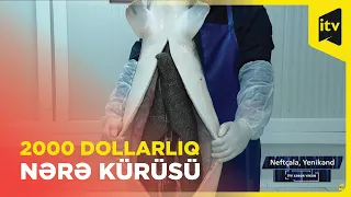 Azərbaycan kürüsü 2000 dollara satılır