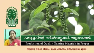 കുരുമുളകിന്റെ ഗുണമേന്മയുള്ള നടീൽവസ്തുക്കളുടെ നിർമ്മാണം