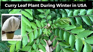 How to Grow And Care Curry Leaf Plant During WINTER in USA