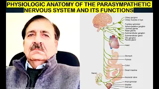 Physiological Anatomy of the Parasympathetic Nervous System and its functions, Lect. by Dr Alamzeb