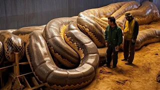 Sa Wakas! Lumabas na sa Lungga ang Titanoboa Makalipas ang 10 MIlyong Taon!