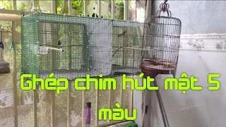 Ghép đôi chim Hút Mật 5 Màu sinh sản.