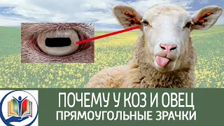 Почему у коз и овец прямоугольные зрачки