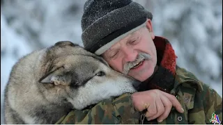 Этому волчонку повезло с лесником - щенок волчицы смог выжить и вернуться в природу