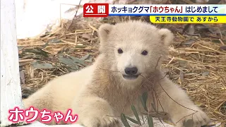 赤ちゃんホッキョクグマ名前は「ホウちゃん」　天王寺動物園で２３日から一般公開（2021年3月22日）