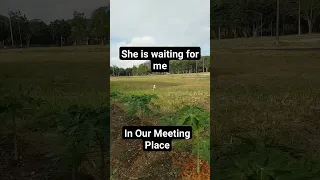 Stray Dog and our meeting place