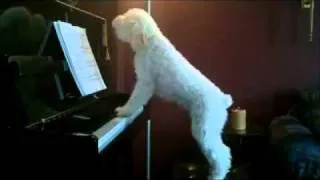 Собака играет по нотам и поет
