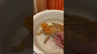 Ящерица моется и снимает старую кожу💝😎🤪🙏🦎