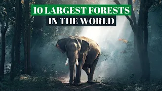 10 Largest and Amazing Forests in the World