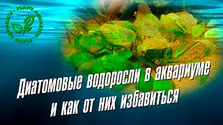 Диатомовые водоросли в аквариуме и как от них избавиться