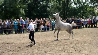 Кобылки | Терский конный завод | Шоу 27.05.2018