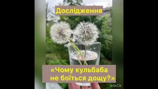 Кульбаба. Дослідження «Чому кульбаба не боїться дощу?»  українське дошкілля.