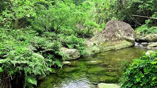 Clear Blue Stream in The Middle of Deep Forest, Relaxing Sounds of Forest Streams and Forest Birds