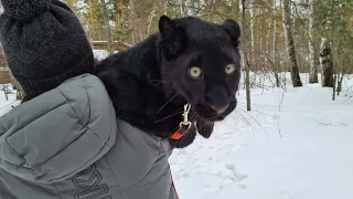 😻Enjoy the last snow ❄️/ Luna doesn't want to go home after a walk