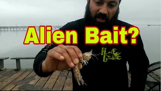 How to hook SeaLice or Mantis Shrimp for bait for drum fishing most satisfying in case you missed it