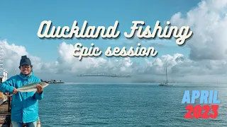 Epic Session of Auckland Fishing: All kind of fish we caught off the wharf!!!