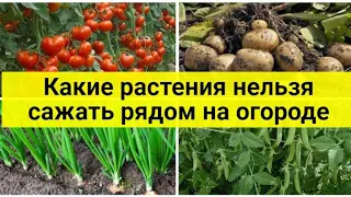 Какие растения нельзя сажать рядом на огороде? Шпаргалка для дачников