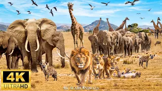 4K Film "Safari Adventure in Akagera National Park" with relaxing music