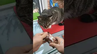 고양이한테 뱀을 보여주면?