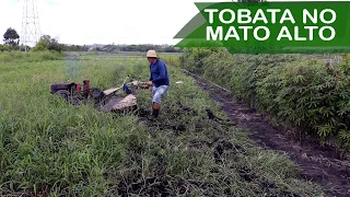 PASSANDO TOBATA NO MATAGAL | ARANDO O SOLO COM TRATOR TOBATA | AGRICULTURA FAMILIAR