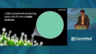 Developing Fermentation Technology to Produce Specific Cannabinoids for Research and Consumer Use