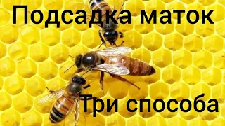 Три способа подсадки плодных маток. Смена породы пчёл. легко и просто.