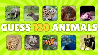 Guess 120 Animals | Easy, Medium, Hard, Impossible