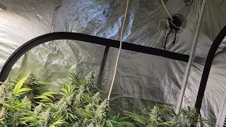 Autopot Cannabis Grow Day 61