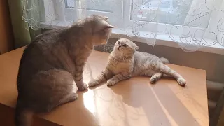 Dad cat revenge on mom cat for beating 😭 In a feline family love and fights