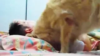 Funny Pets Waking Up Their Owners (Part 2) 😂⏰ [Funny Pets]