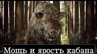 Версус! Кабан - ярость и мощь дикого зверя!