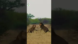 lion fighting | "Roaring Battle: Lion Fights for Survival in the Wild"