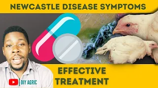 Newcastle Disease Treatment | Signs and Symptoms of the Virus in Chickens