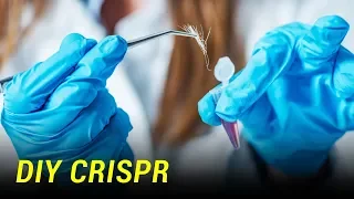 CRISPR gene-editing at home