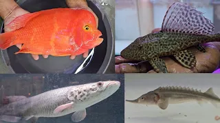 Monster Fish and Exotic Fish at Asia Aquarium Kalyan Fish Shop