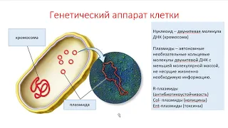 Лекция 3 - структура бактериальной клетки. Методы окраски