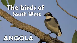 Bird diversity in south-western Angola