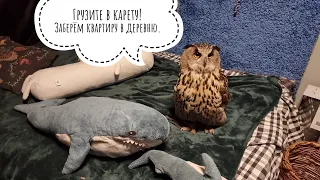 Yoll's owl's reaction to her apartment in Moscow after a long absence