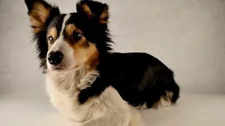 Choosing Between the Shetland Sheepdog and the Border Collie A Breed Comparison