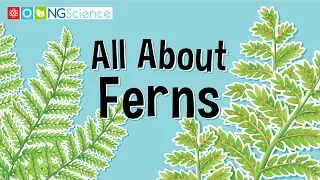 All About Ferns