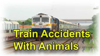 Train accident with animals