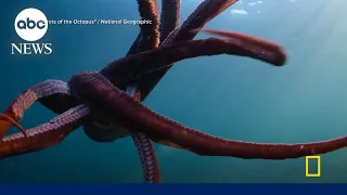 New National Geographic docuseries explores the ‘Secrets of the Octopus’