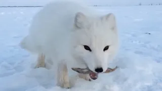 Baby Arctic Fox Steals Mans Fish