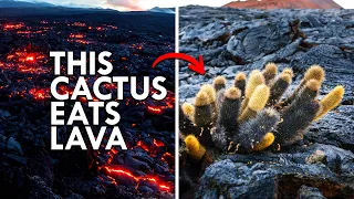 This Cactus Eats Lava For Breakfast