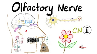 Neuroanatomy | Olfactory Nerve, Olfaction & Anosmia | Cranial Nerve I | Lecture #1