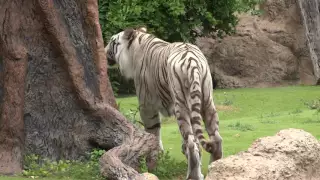 White Tiger at Loro Parque