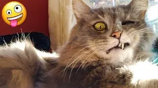 Pets that will spread happiness into your day😂 - Funniest Cats And Dogs Videos 😺😍