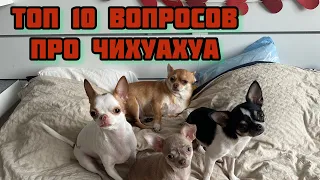 ТОП 10 ВОПРОС ПРО ЧИХУАХУА! БУДЕТ ЛИ ДЕСЯТАЯ СОБАКА? СОБАКИ СПЯТ НА КРОВАТИ?