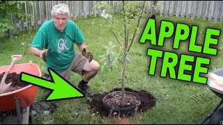 HOW TO PLANT AN APPLE TREE - TIPS AND TRICKS with detailed photos and instructions.