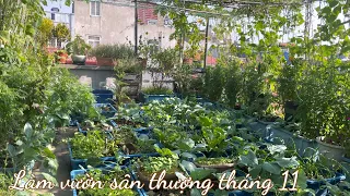 098 LÀM VƯỜN SÂN THƯỢNG tháng 11, part 2. Trồng bí xanh, thu hái đỗ dưa chuột, bón phân, dọn cỏ dại